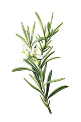 Rosemary plant flower, Botanical guide illustration, lithograph print, floral print, leaves, isolated, herb, nature
