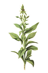 Fototapeta premium Sage plant flower, Botanical guide illustration, lithograph print, floral print, leaves, isolated, herb, nature