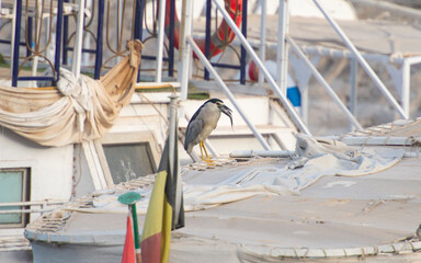 Black-crowned night heron perched on boat eating fish