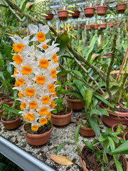 Potted Dendrobium orchid and other plants growing in botanical garden