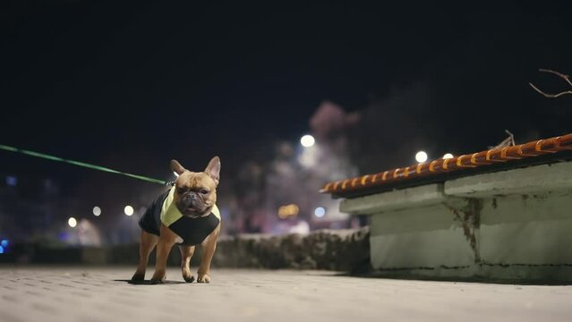French bulldog dog with jacket and leash walking on city pavement at night, slow motion
