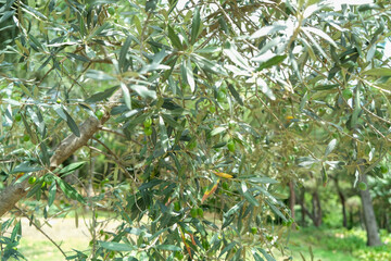 Close up olive tree with branches and leaves.