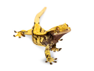 Crested gecko, Correlophus ciliatus, isolated on white
