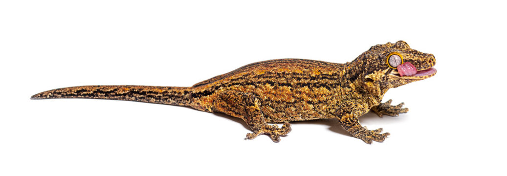Side view of a New Caledonia bumpy gecko licking its eye to moisten it, Rhacodactylus auriculatus