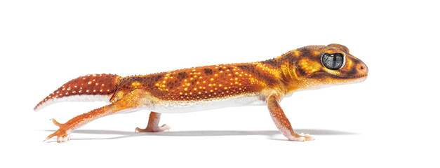 Fototapeta premium profile view of s Three-lined knob-tailed gecko, Nephrurus levis pilbarensis, isolated on white