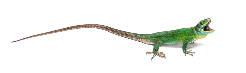 Naklejka premium Green Timon pater specie of Wall lizard, isolated on white