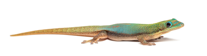 Gold dust day gecko, Phelsuma laticauda, Isolated on white