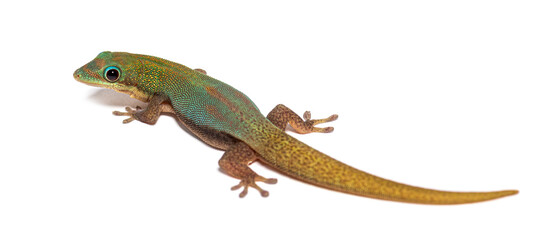 Gold dust day gecko, Phelsuma laticauda, Isolated on white