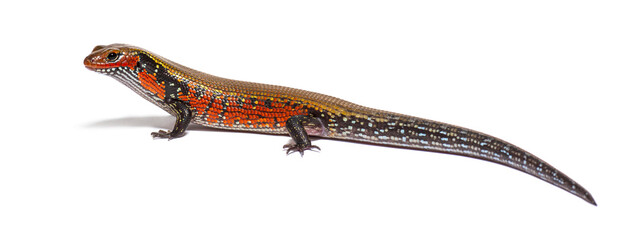 Side view of a fire skink, Mochlus fernandi, isolated on white