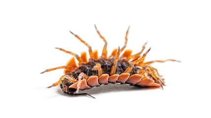 woodlouse Upside down, on its back, Armadillidium klugii, isolated on white