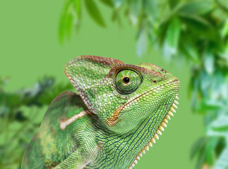 Head shot of a veiled chameleon, Chamaeleo calyptratus against a green background of blurred vegetation