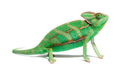 Portrait side view of a veiled chameleon, Chamaeleo calyptratus, isolated on white © Eric Isselée