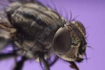 Macro view of black house fly on violet background