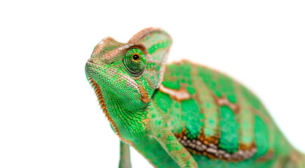 Head shot of a veiled chameleon, Chamaeleo calyptratus, isolated on white