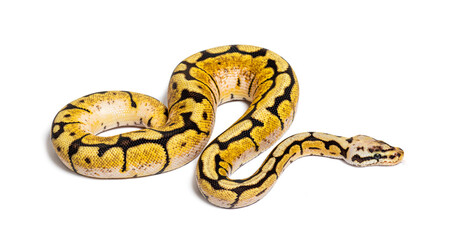 Fototapeta premium Bumblebee Python Regius, isolated on white