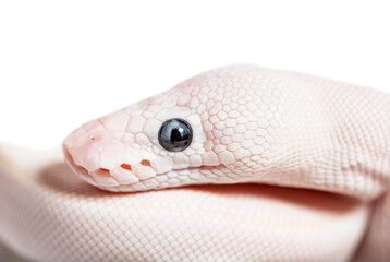 Blue Eyed Leucistic Python Regius, isolated on white