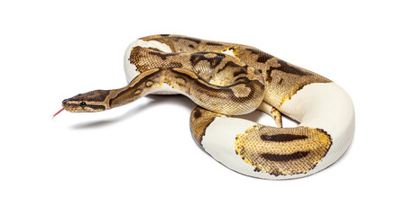 Naklejka premium Piebald python regius smelling with its tongue, isolated on white