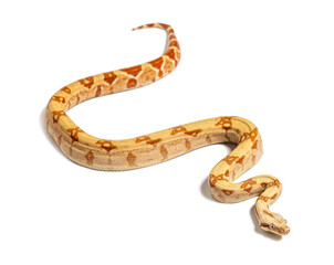 VPI sunglow het Anery Boa constrictor, isolated on white