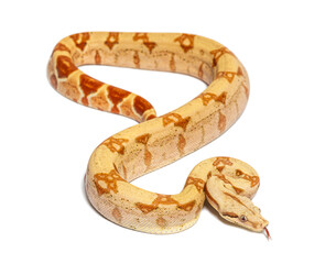 VPI sunglow het Anery Boa constrictor, isolated on white