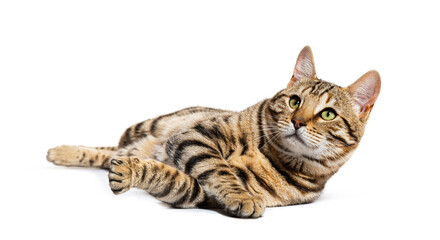 Bengal cat lying down and looking up, isolated on white