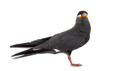 Inca tern, Larosterna inca, isolated on white