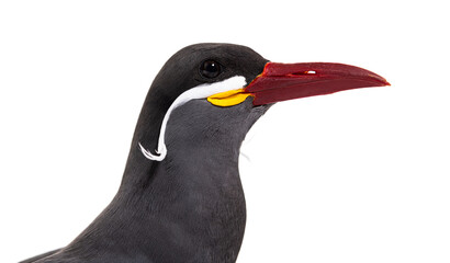 Inca tern, Larosterna inca, isolated on white