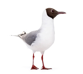 Adult summer plumage, black-headed gull, Chroicocephalus ridibundus, isolated on white