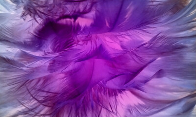 Chicken feather background, purple, white, bright, beautiful