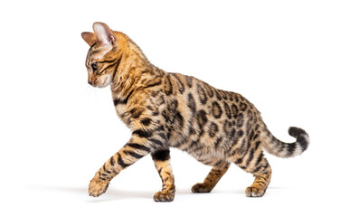 Side view of a Bengal cat walking and making a stop, isolated on white - obrazy, fototapety, plakaty