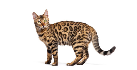 Standing brown bengal cat, side view, isolated on white