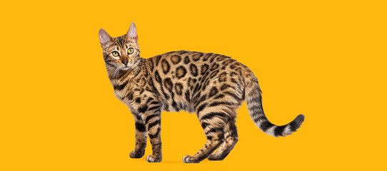 Standing brown bengal cat, side view, isolated on orange