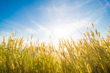 Sunset light on yellow grass sea beach blue sky background