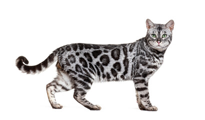 Side view of a Silver bengal cat, standing and looking at the camera, in front of a white background