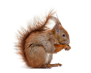 Side view of a Eurasian red squirrel looking at the camera, sciurus vulgaris, one year old,...