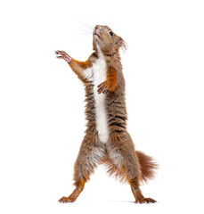 Eurasian red squirrel on hind legs looking up, sciurus vulgaris, isolated on white