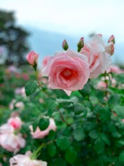 pink roses, ピンクのバラ