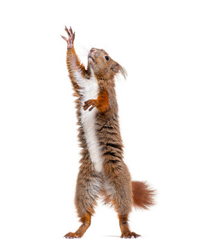 Eurasian red squirrel on hind legs looking up, sciurus vulgaris, isolated on white