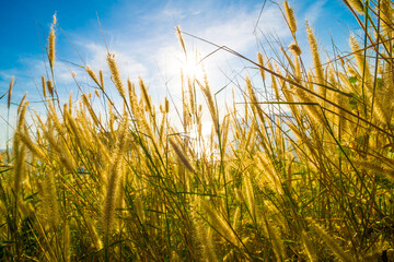 Sunset light on yellow grass sea beach blue sky background
