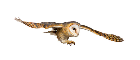 Side view of a Barn Owl, nocturnal bird of prey, flying wings spread, Tyto alba, isolated on withe