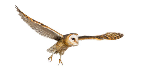 Side view of a Barn Owl, nocturnal bird of prey, flying wings spread, Tyto alba, isolated on withe