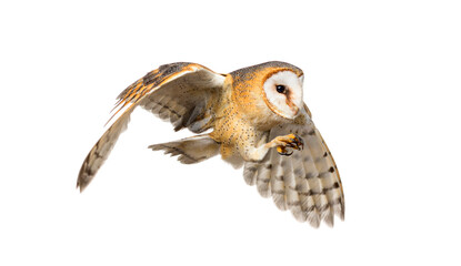 Side view of a Barn Owl, nocturnal bird of prey, flying wings spread, Tyto alba, isolated on withe