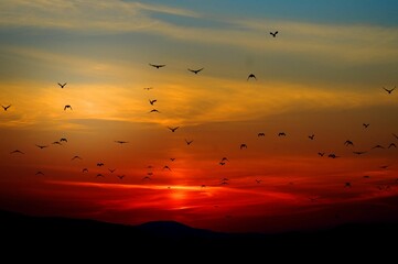 Nature concept - 1 The beautiful sunset and flying bird on sky Autumn, Landscape - Scenery, Forest, Mountain, Sunset, Great National 