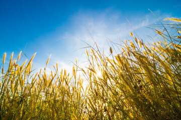 Sunset light on yellow grass sea beach blue sky background