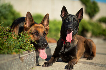 German and Belgian (Malinois) shepherd dogs lie on a granite sidewalk in the rays of the sun against the backdrop of green bushes