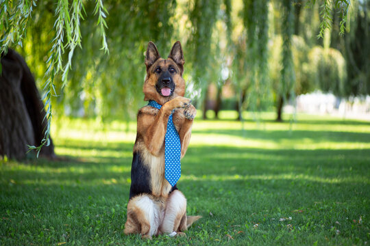 German Shepherd in a tie sits on the green lawn in the park