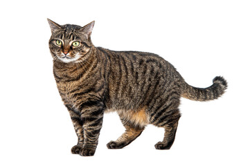 Side view of a Tabby crossbreed cat standing, isolated on white