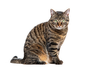 Fototapeta premium Tabby crossbreed cat waiting, sitting at looking away with envy, isolated on white