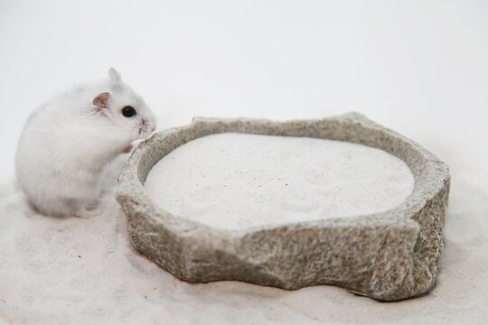 Dsungarischer Zwerghamster, Phodopus dsungorus, s&uuml;&szlig;er Hamster, Haustier