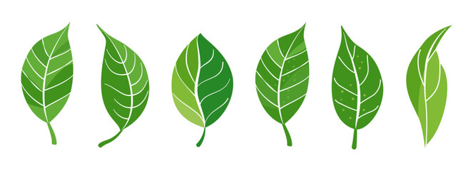 Botanical green set, vivid summer, spring leaves collection. Greenery foliage plant for home arrangement, romantic floral design. Garden, office, patio, wedding decor. Nature, environment illustration