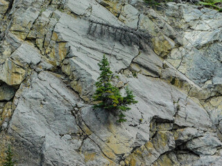 Tree in Mountain